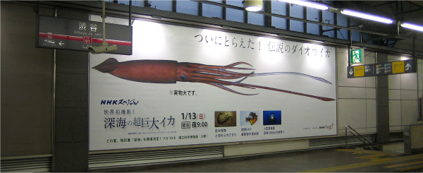 横幅9.2メートルの大型ポスターを全面的に使用し、ダイオウイカの大きさを表現している（東急東横渋谷駅）。